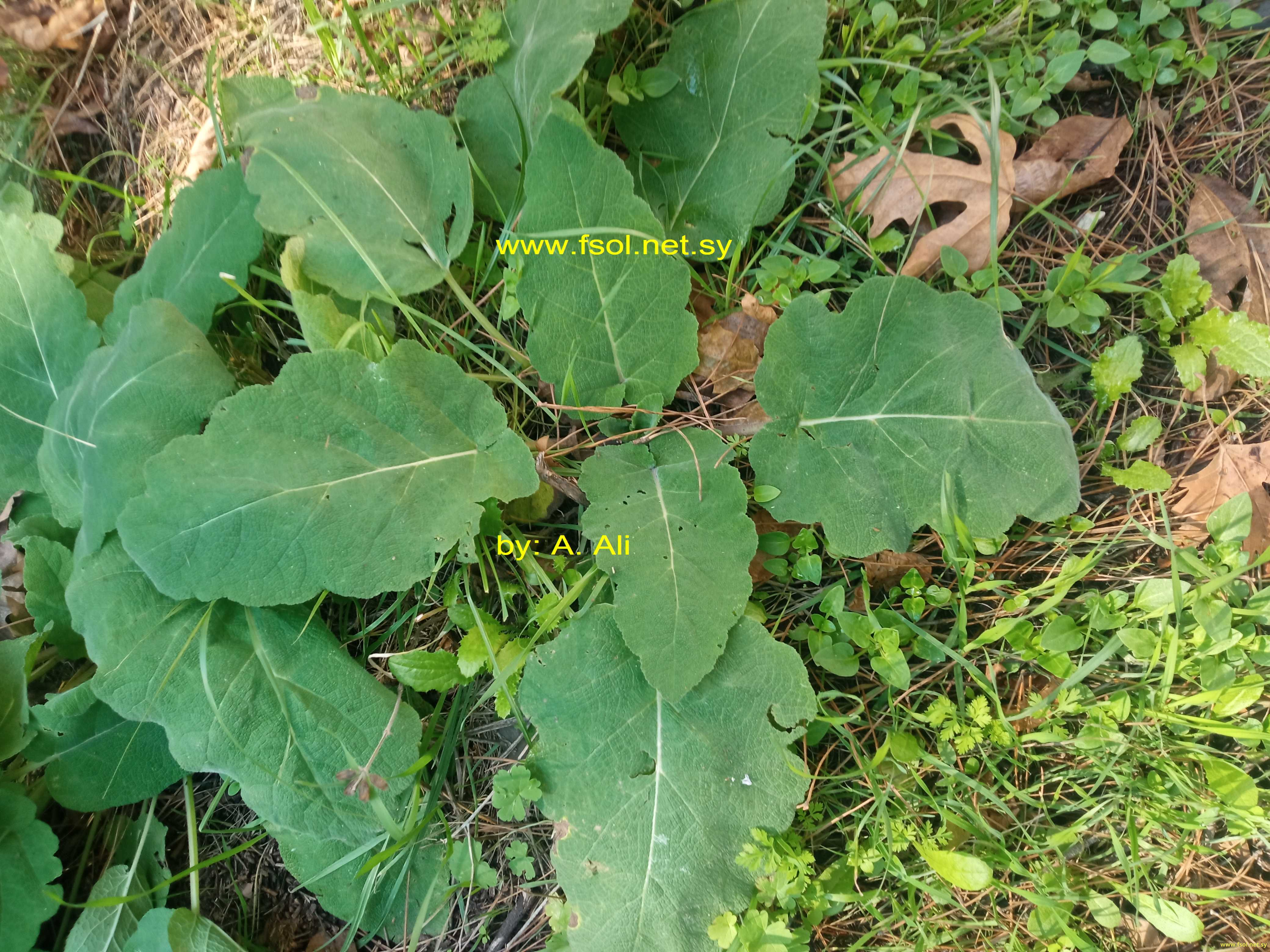 Salvia hierosolymitana Boiss.